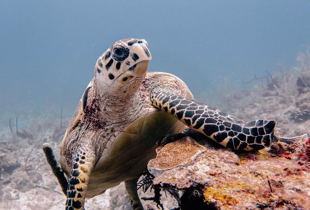 Turtle Conservation - Takata Experience Dive Center