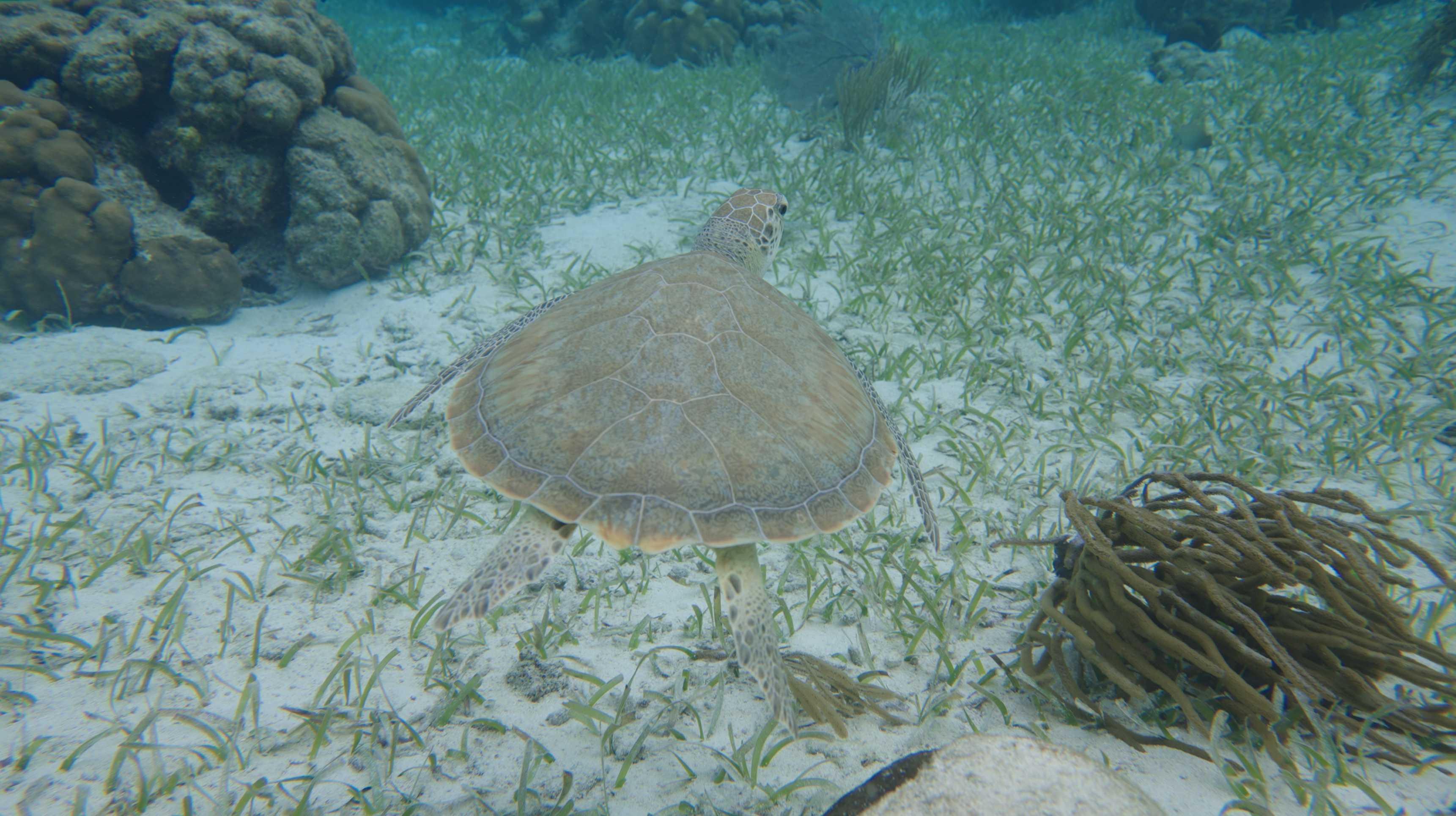 Green sea turtle resting on seagrass bed