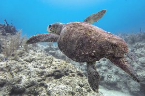 Turtle swimming over coral reef