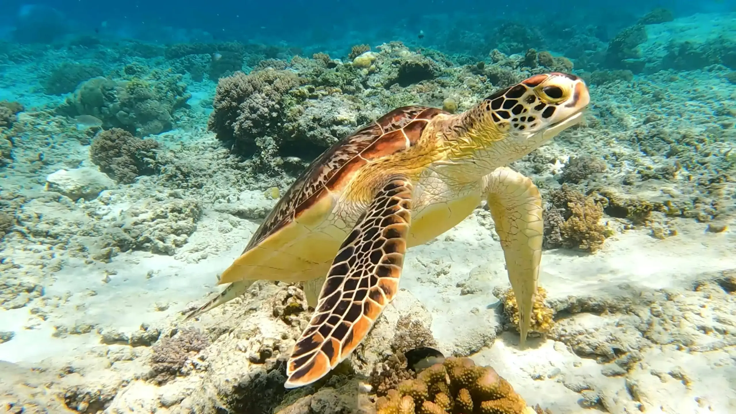 A vibrant green sea turtle swimming closely over a sunny coral reef in clear blue ocean water.