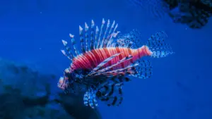 A venomous lionfish with zebra stripes and fan-like fins swimming against a dark blue ocean background.