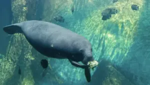 A large grey manatee swimming underwater while eating a piece of green lettuce with small fish nearby.