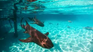 Two nurse sharks swimming over a sunny, sandy seabed in clear tropical water under a dock.