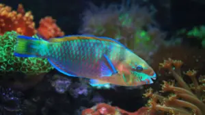 A colorful rainbow parrotfish with bright blue, green, and pink markings swimming close to a coral reef.