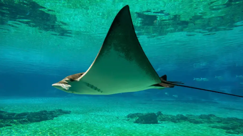 An eagle ray gliding smoothly through clear turquoise ocean water above a sandy seafloor with scattered rocks.