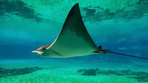An eagle ray gliding smoothly through clear turquoise ocean water above a sandy seafloor with scattered rocks.