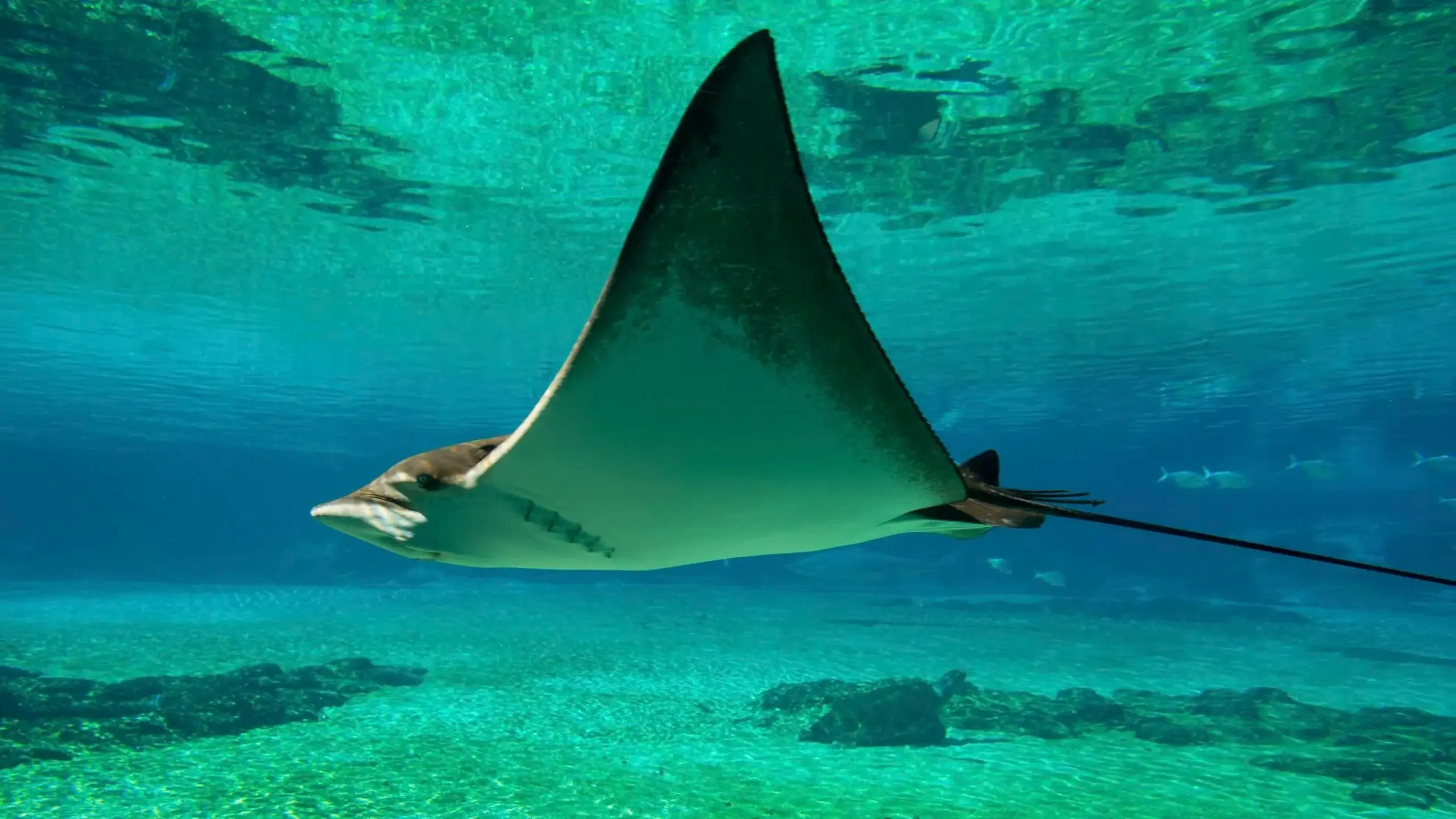 An eagle ray gliding smoothly through clear turquoise ocean water above a sandy seafloor with scattered rocks.