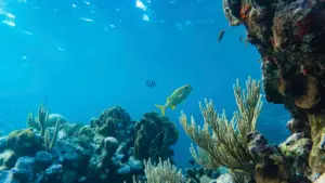 A small yellow-striped fish swimming near hard corals and sea fans in bright, clear blue water.